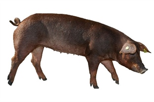 Rasse Duroc