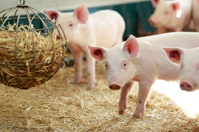 Schweizer Schweinehaltende sorgen für mehr Tierwohl