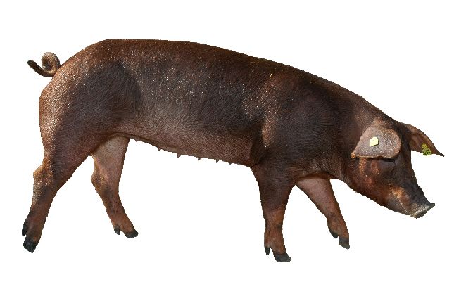 Race Duroc