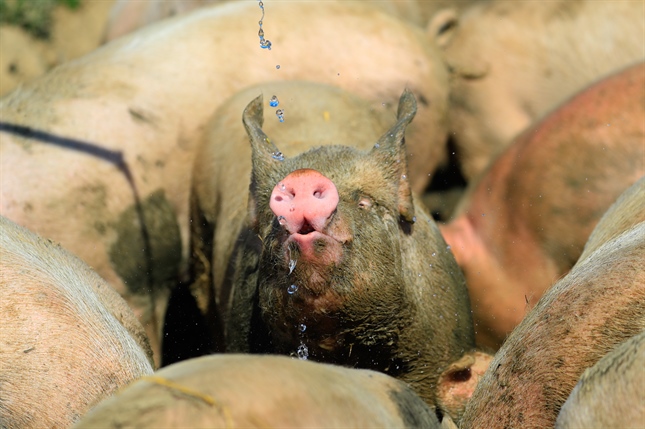 La protection des animaux est une priorité  en Suisse